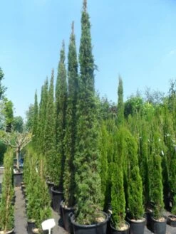Italiaanse Cypres (Cupressus Sempervirens 'Stricta') -Groene Boom Winkel cupressus sempervirens stricta 250 300 c70