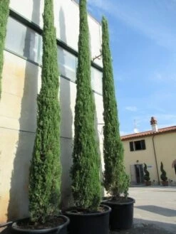 Italiaanse Cypres (Cupressus Sempervirens 'Stricta') -Groene Boom Winkel cupressus sempervirens stricta 2