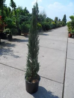 Italiaanse Cypres (Cupressus Sempervirens 'Stricta') -Groene Boom Winkel cupressus sempervirens stricta 80 100 125 c10