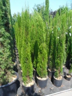 Italiaanse Cipres (Cupressus Sempervirens 'Totem') -Groene Boom Winkel cupressus sempervirens totem 125 150 175 1