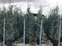 Cipres (Cupressus Arizonica 'Glauca') -Groene Boom Winkel cupressusarizonicaglauca 1