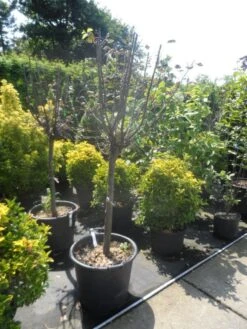 Kweepeer (Cydonia Oblonga) -Groene Boom Winkel cydonia oblonga halfstam 14 16 18