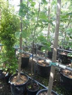 Kweepeer (Cydonia Oblonga) -Groene Boom Winkel cydonia oblonga halfstam 5 6 8 c10