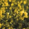 Brem (Cytisus Praecox 'Allgold') -Groene Boom Winkel cypallgo 4 2 2