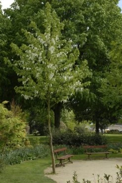 Zakdoekjesboom (Davidia Involucrata)