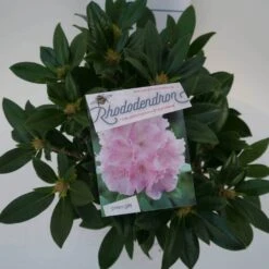 Dwergrhododendron (Rhododendron 'Dreamland') -Groene Boom Winkel dreamland c4 boven