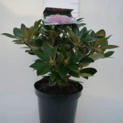 Dwergrhododendron (Rhododendron 'Dreamland') -Groene Boom Winkel dreamland c4 voor