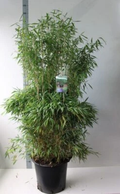 Niet Woekerende Bamboe (Fargesia Murieliae 'Jumbo') 16 Niet Woekerende Bamboe (Fargesia Murieliae 'Jumbo') -Groene Boom Winkel fargesia m super jumbo 125 150 co. 30l kopie
