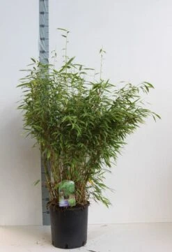 Niet Woekerende Bamboe (Fargesia Murieliae 'Jumbo') 14 Niet Woekerende Bamboe (Fargesia Murieliae 'Jumbo') -Groene Boom Winkel fargesia mur super jumbo 80 100 cm co. 12l. kopie