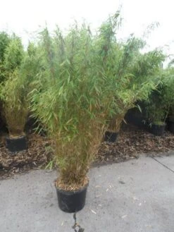 Niet Woekerende Bamboe (Fargesia Murieliae 'Jumbo') 19 Niet Woekerende Bamboe (Fargesia Murieliae 'Jumbo') -Groene Boom Winkel fargesia murieliae jumbo 150 175 c25