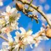 Amandelboom (Prunus Dulcis) -Groene Boom Winkel fotolia 100958242 s