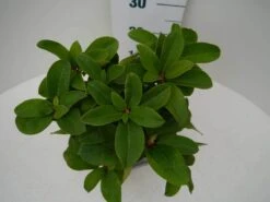 Rhododendron (Rhododendron 'Germania') -Groene Boom Winkel germania c2 boven