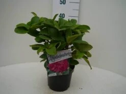 Rhododendron (Rhododendron 'Germania') -Groene Boom Winkel germania c2 voor