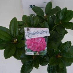 Rhododendron (Rhododendron 'Germania') -Groene Boom Winkel germania c5 boven