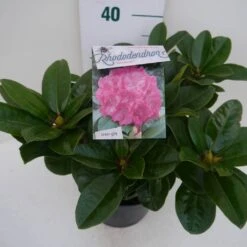 Rhododendron (Rhododendron 'Germania') -Groene Boom Winkel germania c5 zij
