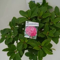 Rhododendron (Rhododendron 'Germania') -Groene Boom Winkel germania c7.5 boven