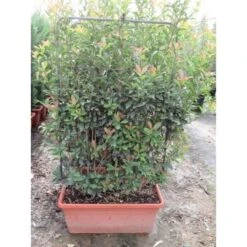 Voorkant -Groene Boom Winkel glansmispel als leivorm photinia fraseri red robin 34755 f41 1