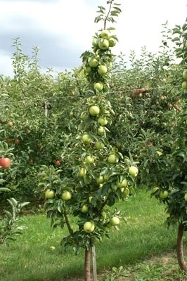 Zuilfruit (Malus Domestica 'Goldcats') 2 Zuilfruit (Malus Domestica 'Goldcats') - Afbeelding 2