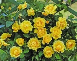 Klimroos (Rosa 'Golden Gate') -Groene Boom Winkel goldengate