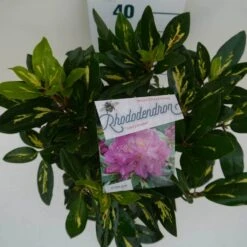 Rhododendron (Rhododendron 'Goldflimmer') -Groene Boom Winkel goldflimmer c5 boven