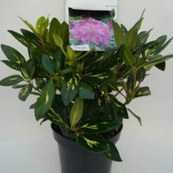 Rhododendron (Rhododendron 'Goldflimmer') -Groene Boom Winkel goldflimmer c5 voor