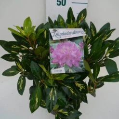 Rhododendron (Rhododendron 'Goldflimmer') -Groene Boom Winkel goldflimmer c5 zij