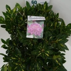 Rhododendron (Rhododendron 'Goldflimmer') -Groene Boom Winkel goldflimmer c7.5 boven