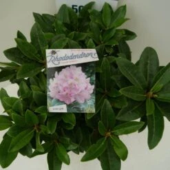 Rhododendron (Rhododendron 'Gomer Waterer') -Groene Boom Winkel gomer waterer c7.5 boven