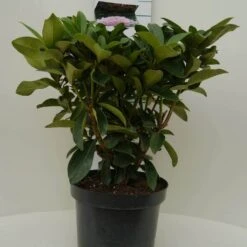 Rhododendron (Rhododendron 'Gomer Waterer') -Groene Boom Winkel gomer waterer c7.5 voor