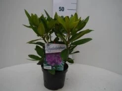 Rhododendron (Rhododendron Catawbiense 'Grandiflorum') -Groene Boom Winkel grandiflorum c2 voor