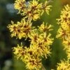 Toverhazelaar (Hamamelis Mollis) -Groene Boom Winkel hamamelis mollis 2