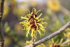 Toverhazelaar (Hamamelis Mollis 'Pallida') 10 Toverhazelaar (Hamamelis Mollis 'Pallida') -Groene Boom Winkel hamamelis mollis pallida