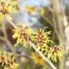 Toverhazelaar (Hamamelis Mollis 'Pallida') 14 Toverhazelaar (Hamamelis Mollis 'Pallida') -Groene Boom Winkel hamamelis mollis pallida 2