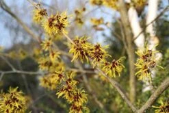 Toverhazelaar (Hamamelis Mollis 'Pallida') 12 Toverhazelaar (Hamamelis Mollis 'Pallida') -Groene Boom Winkel hamamelis mollis pallida 3