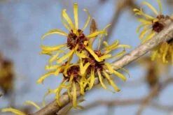Toverhazelaar (Hamamelis Mollis 'Pallida') 9 Toverhazelaar (Hamamelis Mollis 'Pallida') -Groene Boom Winkel hamamelis mollis pallida 4