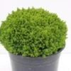 Hebe (Hebe 'Emerald Gem') -Groene Boom Winkel hebe emerald gem