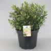 Hebe (Hebe 'Nicola's Blush') 14 Hebe (Hebe 'Nicola's Blush') -Groene Boom Winkel hebe nicola s blush c10