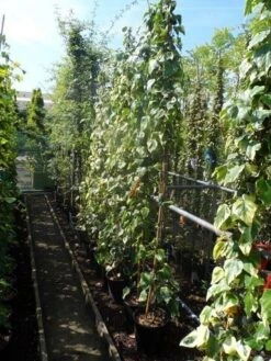 Kaukasische Klimop (Hedera Colchica 'Dentata Variegata') -Groene Boom Winkel hedera colchica dentata variegata 175 200 c10