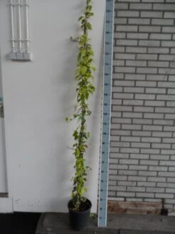 Kaukasische Klimop (Hedera Colchica 'Dentata Variegata') -Groene Boom Winkel hedera colchica dentata variegata 175 200 c10