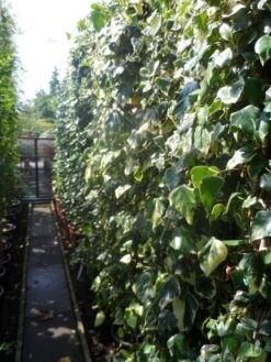 Kaukasische Klimop (Hedera Colchica 'Dentata Variegata') -Groene Boom Winkel hedera colchica dentata variegata 200 250 c15