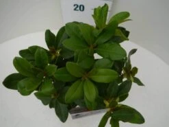 Rhododendron (Rhododendron 'Horizon Monarch') -Groene Boom Winkel hor. monarch c2 boven