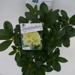 Rhododendron (Rhododendron 'Horizon Monarch') -Groene Boom Winkel hor. monarch c5 boven