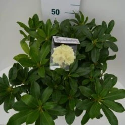 Rhododendron (Rhododendron 'Horizon Monarch') -Groene Boom Winkel hor monarch c7.5 boven 1