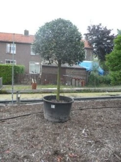 Hulst Op Stam (Ilex Aquifolium) -Groene Boom Winkel ilex aquifolium halfstam 30 35