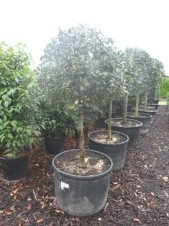 Hulst Op Stam (Ilex Aquifolium) -Groene Boom Winkel ilex aquifolium halfstam c130 150