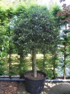 Hulst Op Stam (Ilex Aquifolium) -Groene Boom Winkel ilex aquifolium halfstam c200 extra