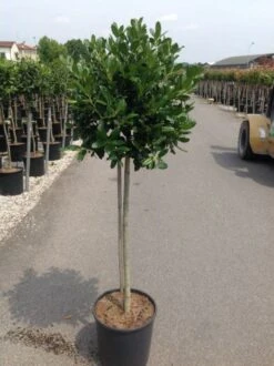 Voorkant -Groene Boom Winkel ilexrstevens01