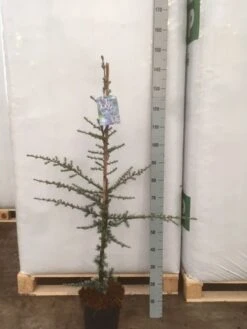 Atlasceder (Cedrus Libani 'Glauca') -Groene Boom Winkel img 1752 002