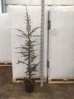 Atlasceder (Cedrus Libani 'Glauca') -Groene Boom Winkel img 1753