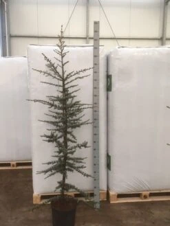 Atlasceder (Cedrus Libani 'Glauca') -Groene Boom Winkel img 1754